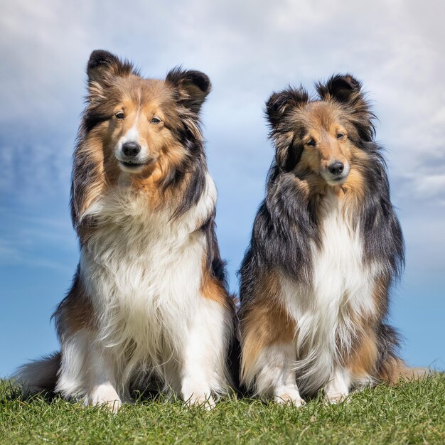 Nahaufnahme von zwei Sheltie-Hunden, die im Freien gegen einen bewölkten Himmel auf dem Boden sitzen
