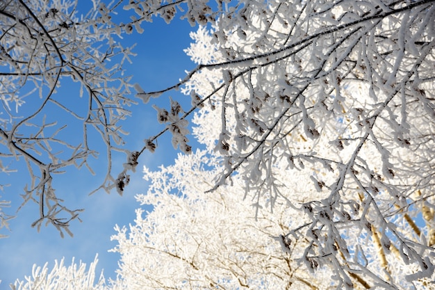 Nahaufnahme von Zweigen, die an kaltem Tag mit Schnee bedeckt sind