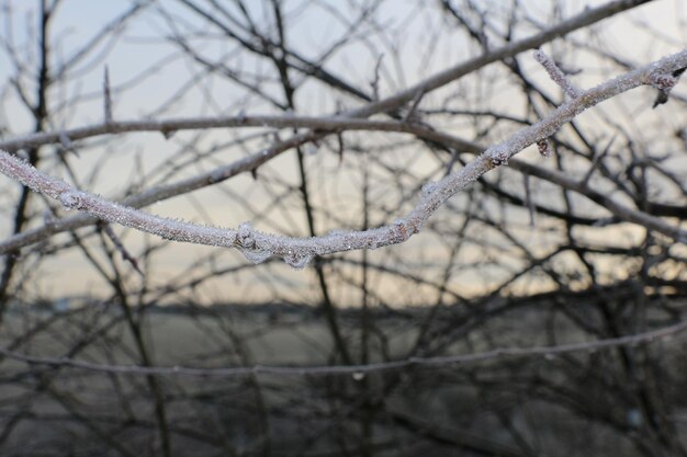 Foto nahaufnahme von zweigen im winter