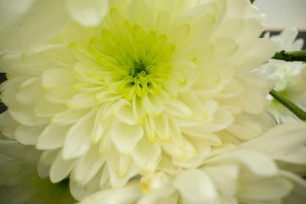 Nahaufnahme Vorderansicht weiße Blume