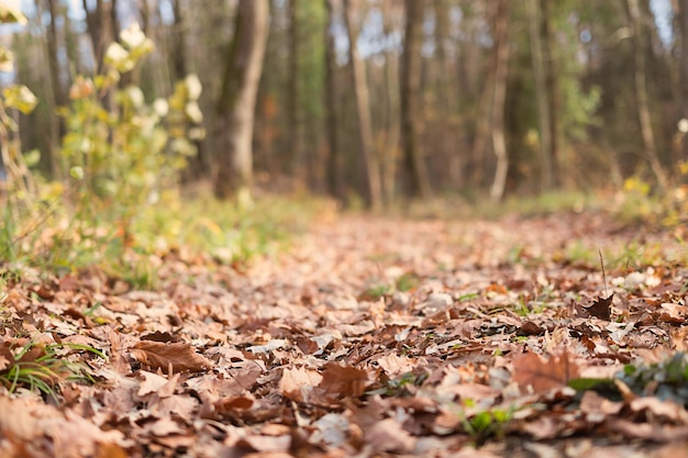 Nahaufnahme Waldweg Herbst