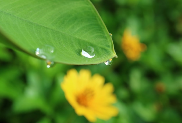 Nahaufnahme Wassertropfen auf grünem Blatt mit der Reflexion der gelben Kosmosblume