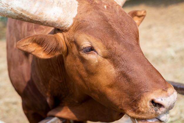 Nahaufnahme watusi Stier (König der Kuh) Gras essend