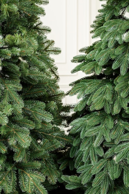 Nahaufnahme-weihnachtsbaum ohne spielzeug. gute neujahrsstimmung. zweige eines grünen weihnachtsbaumes hautnah