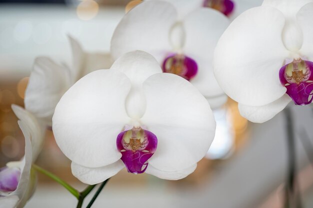 Nahaufnahme weiße Orchideen mit rosa Staubgefäßen tropische Blumen