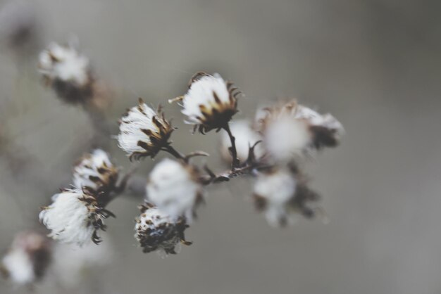 Foto nahaufnahme weißer blüten auf einem zweig