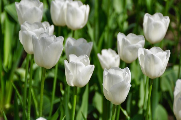 Foto nahaufnahme weißer blüten, die auf dem feld blühen