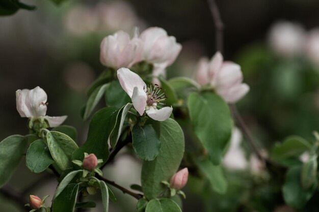 Nahaufnahme weißer Blüten, die auf einem Baum wachsen