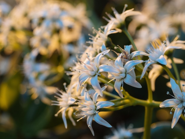 Nahaufnahme weißer Blüten, die im Freien blühen