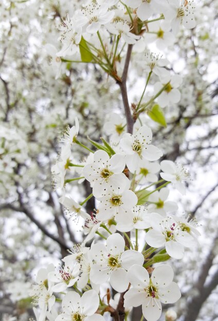 Foto nahaufnahme weißer blüten, die im freien blühen