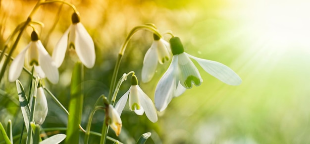 Nahaufnahme weißer Blüten, die im Freien blühen