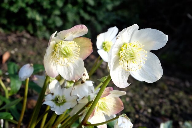 Foto nahaufnahme weißer blüten, die im freien blühen