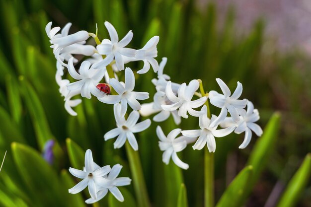 Foto nahaufnahme weißer blüten, die im freien blühen