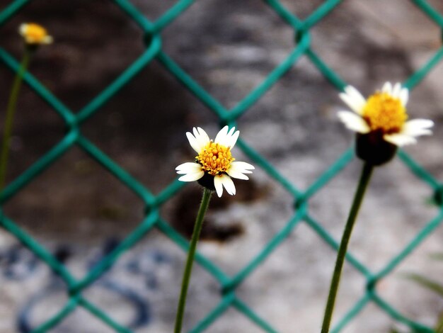 Foto nahaufnahme weißer blüten, die im freien blühen