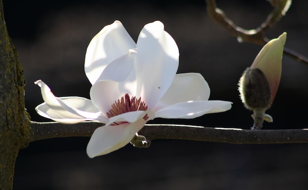 Nahaufnahme weißer Blüten, die im Freien blühen