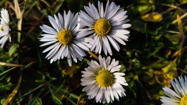 Foto nahaufnahme weißer blüten, die im freien blühen