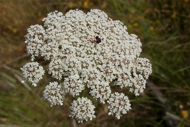 Foto nahaufnahme weißer blüten, die im freien blühen