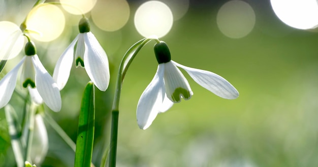 Nahaufnahme weißer Blüten, die im Freien blühen