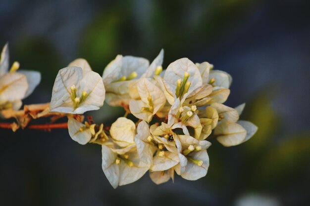 Foto nahaufnahme weißer blüten, die im freien blühen