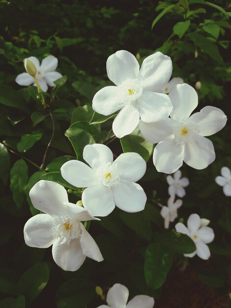 Foto nahaufnahme weißer blüten, die im freien blühen