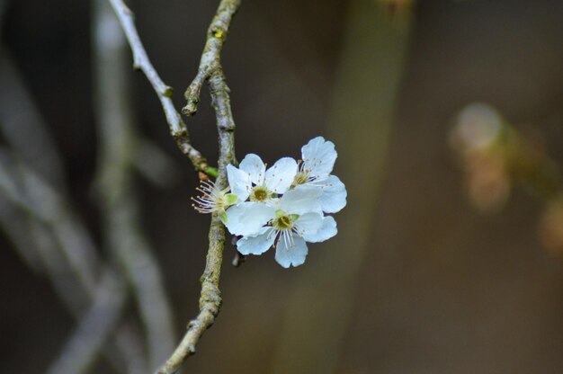 Foto nahaufnahme weißer blüten