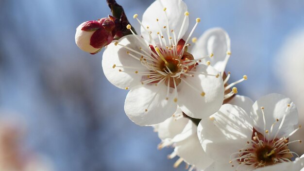 Foto nahaufnahme weißer blüten