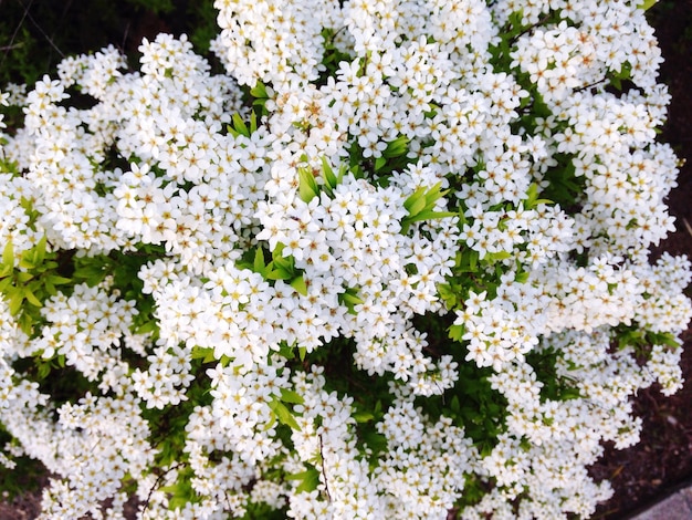 Foto nahaufnahme weißer blüten