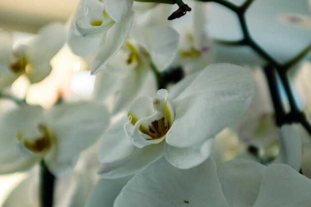 Nahaufnahme weißer Blüten