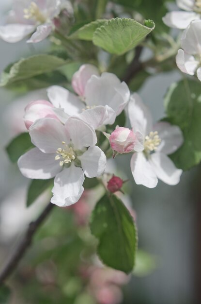 Foto nahaufnahme weißer blüten