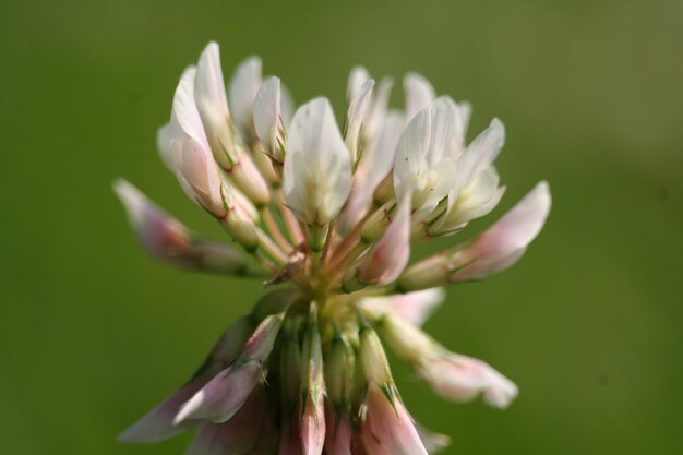 Foto nahaufnahme weißer blüten