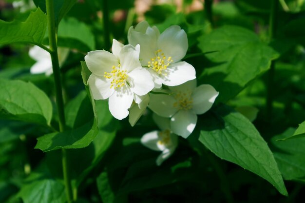 Foto nahaufnahme weißer blüten