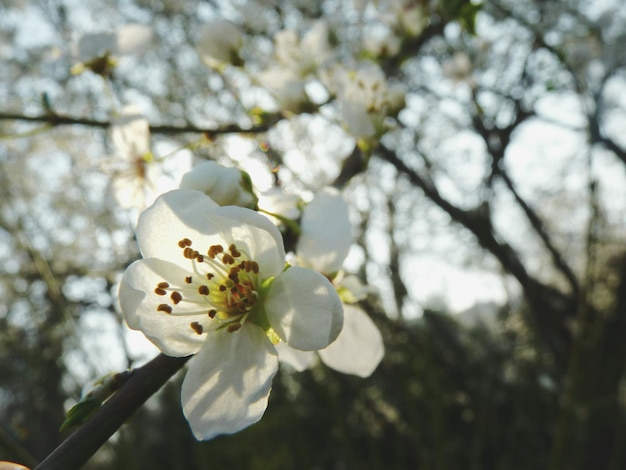 Nahaufnahme weißer Blüten