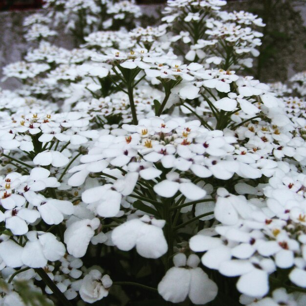 Foto nahaufnahme weißer blüten