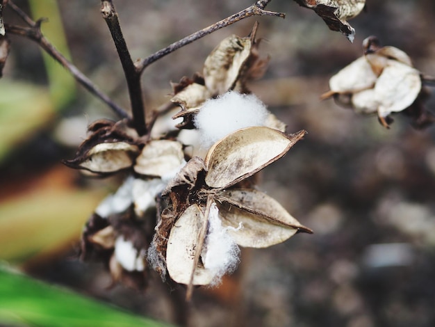 Nahaufnahme weißer Blüten