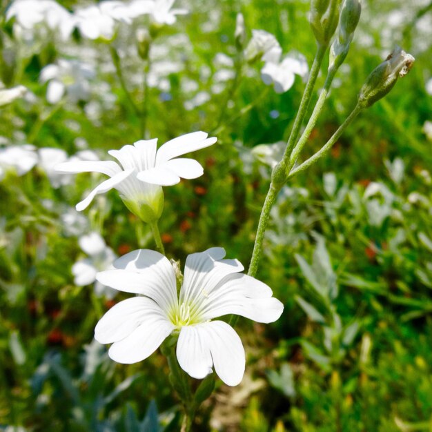 Foto nahaufnahme weißer blüten