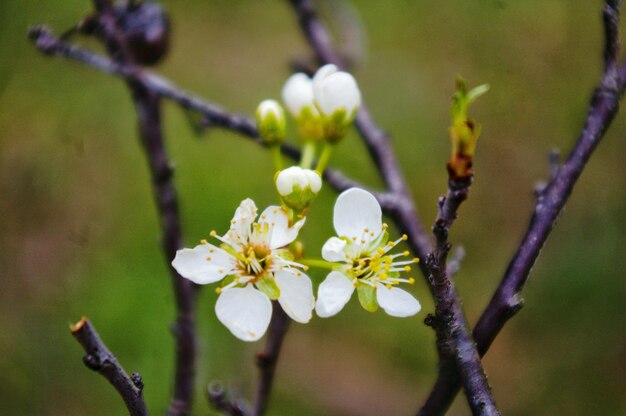 Nahaufnahme weißer Blüten