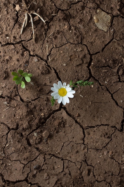 Nahaufnahme weißer Blüten