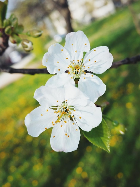 Nahaufnahme weißer Blüten