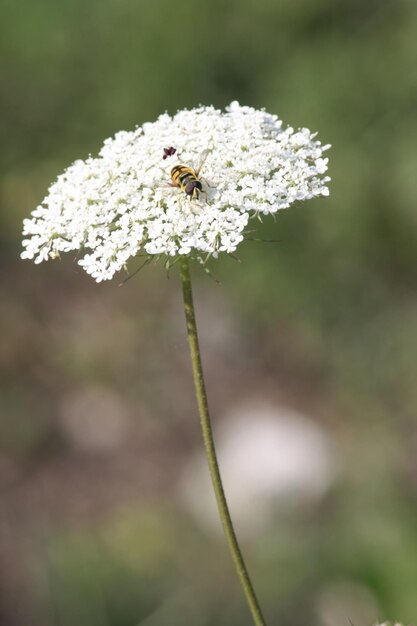 Foto nahaufnahme weißer blüten