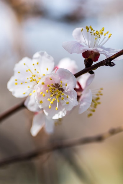 Nahaufnahme weißer Blüten