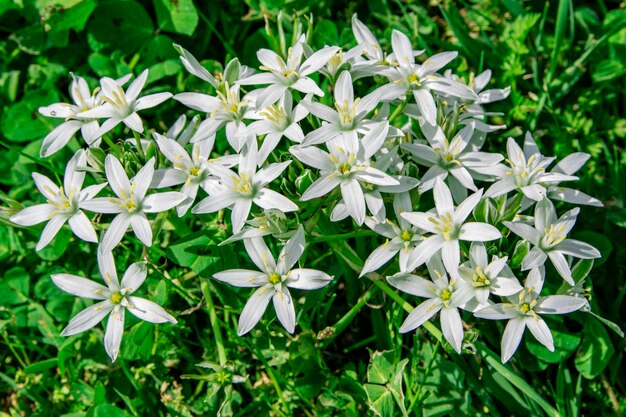 Foto nahaufnahme weißer blüten