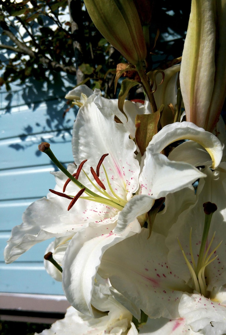 Foto nahaufnahme weißer blüten