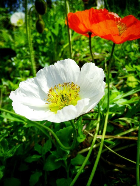 Foto nahaufnahme weißer blüten