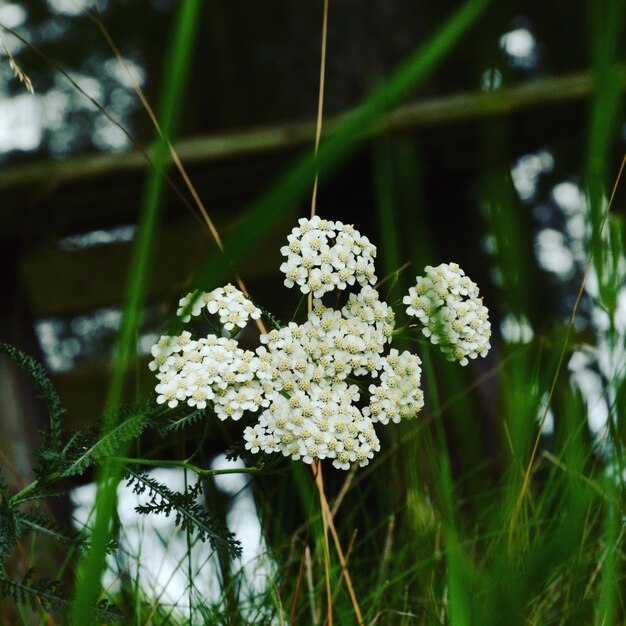 Foto nahaufnahme weißer blüten