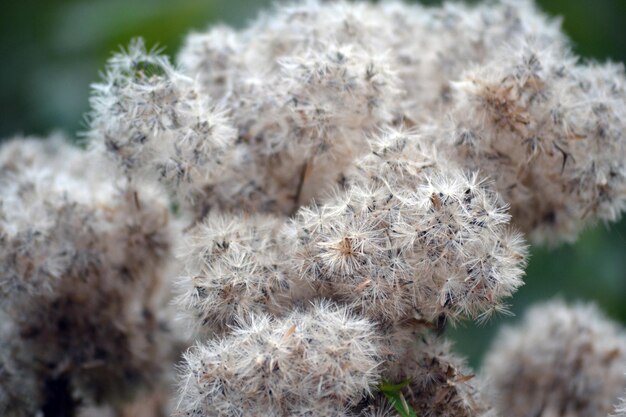 Foto nahaufnahme weißer blüten