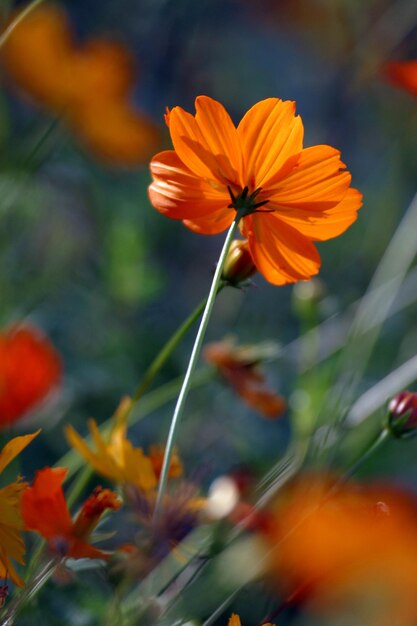 Nahaufnahme weißer Blüten