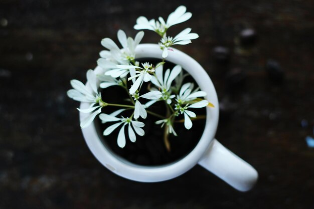 Nahaufnahme weißer Blüten