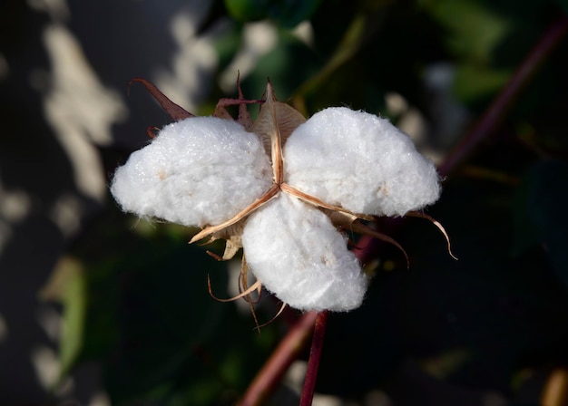 Foto nahaufnahme weißer blüten