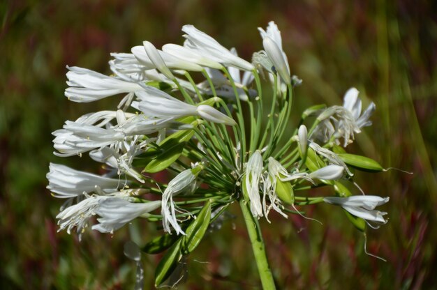 Foto nahaufnahme weißer blüten