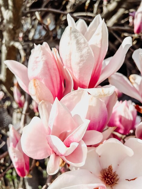 Foto nahaufnahme weißer blüten